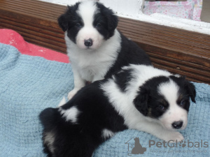 Photo №1. bearded collie - for sale in the city of Endu Pahakol | negotiated | Announcement № 9928