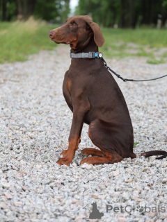 Photo №1. dobermann - for sale in the city of Dresden | negotiated | Announcement № 151348