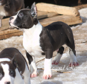 Additional photos: Amstaff puppies from ritomnik