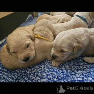Photo №3. 4 KC Registered Golden Retriever puppies. United States