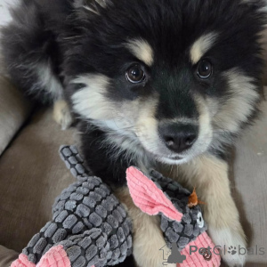 Photo №2 to announcement № 169111 for the sale of finnish lapphund - buy in Finland private announcement