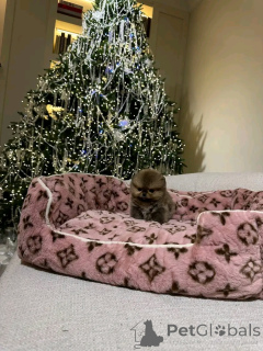 Photo №3. Toilet trained pomeranian. Spain