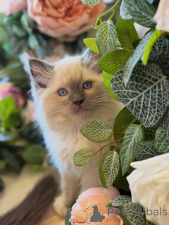 Photo №2 to announcement № 157136 for the sale of ragdoll - buy in Netherlands breeder