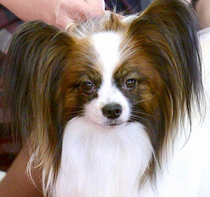 Photo №2 to announcement № 5606 for the sale of papillon dog - buy in Russian Federation breeder