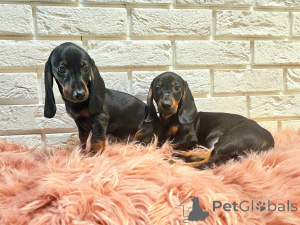 Photo №1. dachshund - for sale in the city of Helsinki | Is free | Announcement № 160304