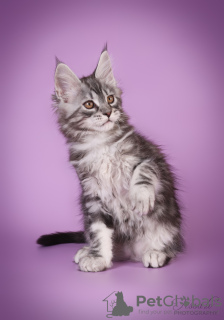 Photo №4. I will sell maine coon in the city of Riga. breeder - price - 1035$