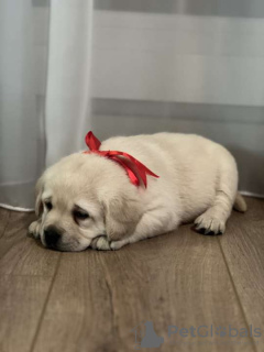 Additional photos: Labrador Retriever, beautiful puppies