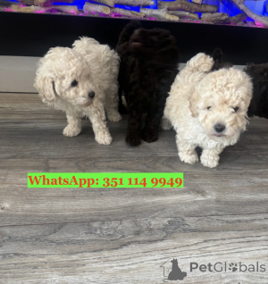 Photo №2 to announcement № 168857 for the sale of  - buy in Germany private announcement