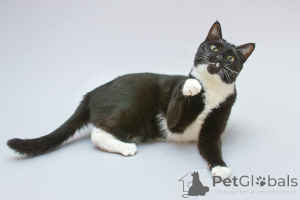 Photo №2 to announcement № 161902 for the sale of  - buy in Russian Federation from the shelter