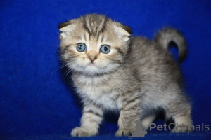Photo №4. I will sell scottish fold in the city of Франкфурт-на-Майне. private announcement, breeder - price - negotiated