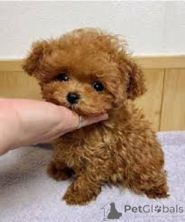 Photo №1. poodle (toy) - for sale in the city of Lincoln District | negotiated | Announcement № 136205