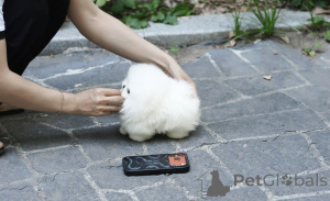 Photo №3. Healthy Pomeranian Puppies for Sale Vaccinated & Vet Checked. Czech Republic