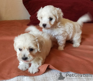 Photo №2 to announcement № 56573 for the sale of maltese dog - buy in United Kingdom private announcement