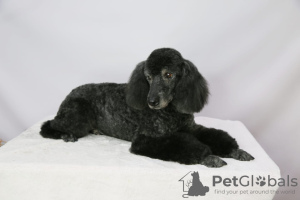 Photo №2 to announcement № 22504 for the sale of poodle (royal) - buy in Russian Federation private announcement