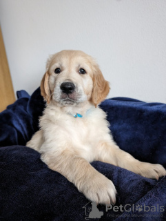 Photo №2 to announcement № 100326 for the sale of golden retriever - buy in United States private announcement