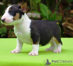 Photo №1. american bulldog - for sale in the city of Аугсбург | 317$ | Announcement № 70863