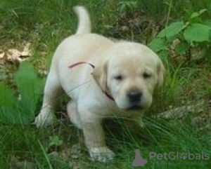 Photo №1. labrador retriever - for sale in the city of Tiraspol | negotiated | Announcement № 124386