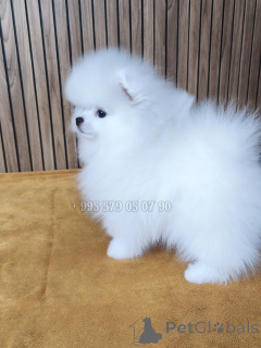 Photo №4. I will sell pomeranian in the city of Batumi. private announcement, from nursery, breeder - price - negotiated