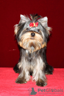 Photo №2 to announcement № 9381 for the sale of yorkshire terrier - buy in Russian Federation breeder