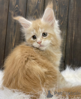 Photo №2 to announcement № 161714 for the sale of maine coon - buy in United States breeder