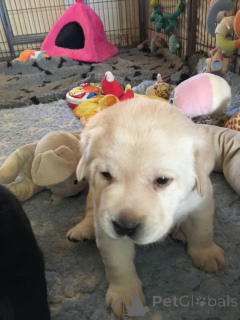 Photo №1. golden retriever, labrador retriever - for sale in the city of GINSHEIM-GUSTAVSBURG | negotiated | Announcement № 161288