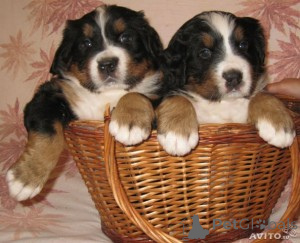 Photo №1.  - for sale in the city of Liverpool | Is free | Announcement № 163248