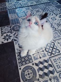Photo №1. ragdoll - for sale in the city of Berlin | 728$ | Announcement № 29285