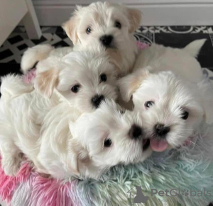 Photo №1. maltese dog - for sale in the city of New York | 450$ | Announcement № 56103