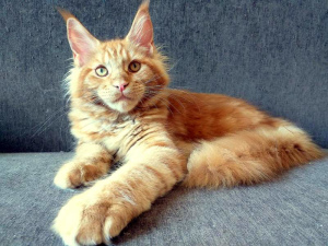 Photo №3. Maine Coon kitten from the cattery. Russian Federation