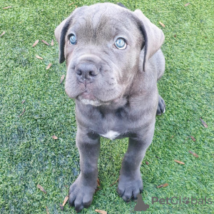 Photo №1. cane corso - for sale in the city of Munich | Is free | Announcement № 111324