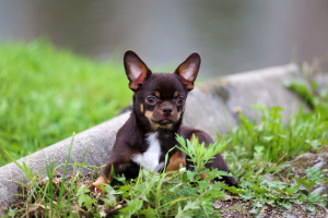 Photo №1. chihuahua - for sale in the city of St. Petersburg | negotiated | Announcement № 3420