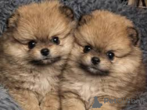 Photo №1. pomeranian - for sale in the city of Warsaw | 774$ | Announcement № 167714