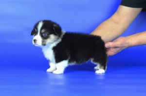 Photo №1. welsh corgi - for sale in the city of Lviv | 600$ | Announcement № 5594