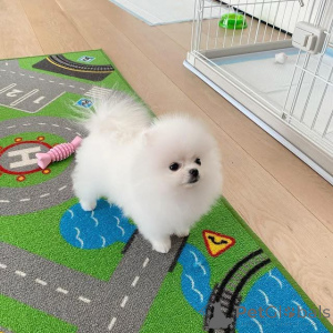 Photo №2 to announcement № 176124 for the sale of pomeranian - buy in United States breeder