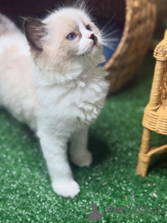 Photo №2 to announcement № 157132 for the sale of ragdoll - buy in Sweden breeder