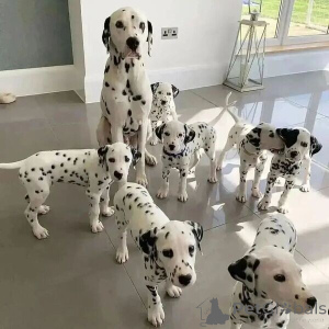 Photo №1. dalmatian dog - for sale in the city of Skövde | negotiated | Announcement № 169795