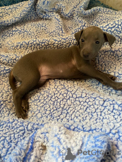 Photo №1. italian greyhound - for sale in the city of Fresno | 62$ | Announcement № 24000
