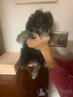 Photo №2 to announcement № 133045 for the sale of  - buy in Germany private announcement