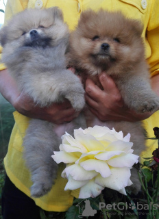 Photo №1. pomeranian - for sale in the city of Лида | 254$ | Announcement № 11911