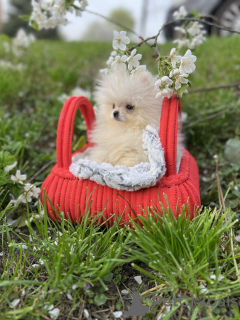 Photo №4. I will sell pomeranian in the city of Нови Сад.  - price - 528$