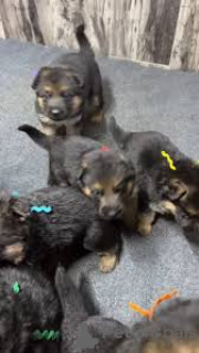 Photo №1. german shepherd - for sale in the city of Marseilles | 1032$ | Announcement № 164318