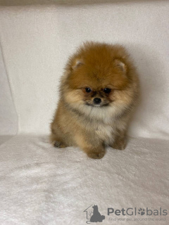 Photo №4. I will sell pomeranian in the city of Гамбург.  - price - 740$