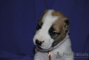 Photo №2 to announcement № 8200 for the sale of central asian shepherd dog - buy in Ukraine from nursery
