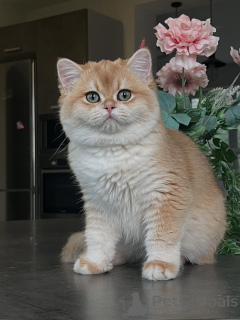 Photo №1. chinchilla cat - for sale in the city of Hamburg | negotiated | Announcement № 159473