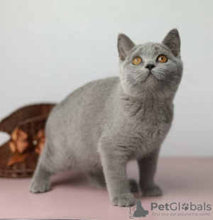 Photo №1. british shorthair - for sale in the city of Дрезден | Is free | Announcement № 95118