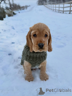 Photo №2 to announcement № 163761 for the sale of english cocker spaniel - buy in Germany breeder