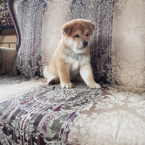 Photo №2 to announcement № 4707 for the sale of shiba inu - buy in Russian Federation private announcement