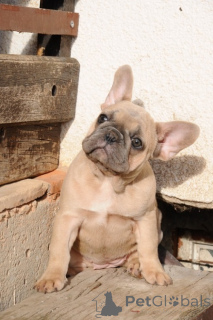 Photo №2 to announcement № 161318 for the sale of french bulldog - buy in Serbia breeder
