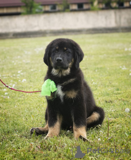 Photo №2 to announcement № 9583 for the sale of tibetan mastiff - buy in Belarus from nursery