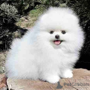 Photo №1. pomeranian - for sale in the city of Штутгарт | 350$ | Announcement № 118341